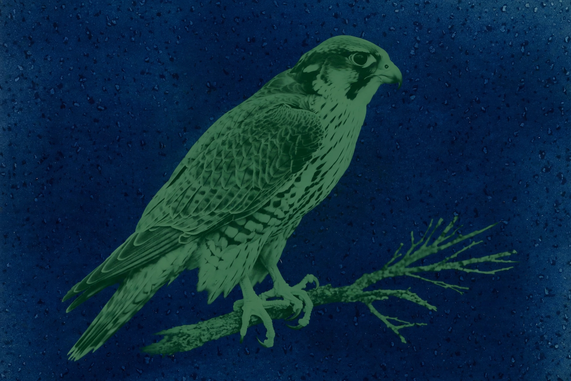 A photograph shows a green falcon perched on a branch against a dark blue speckled background.